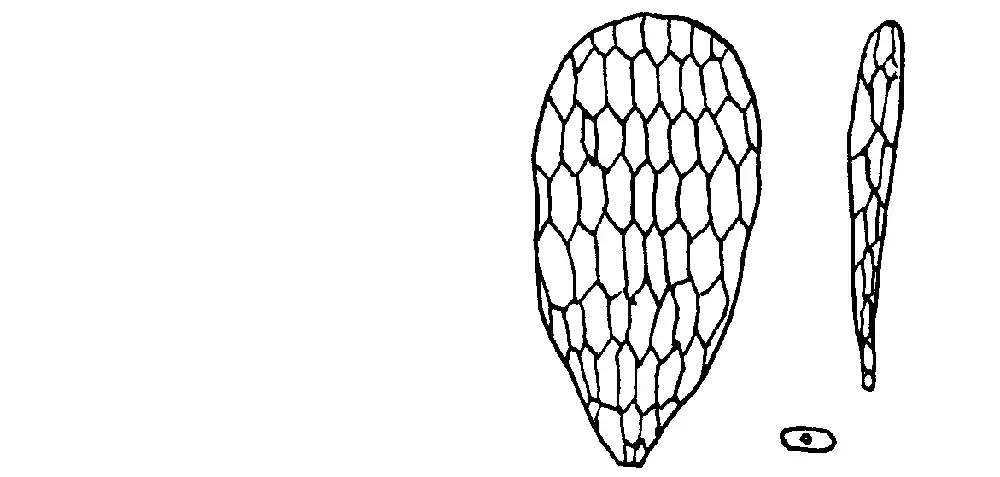 Assulina muscorum denticulata